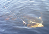 Northern_Pike_3.bmp